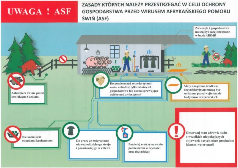 afrykański pomór świń