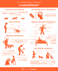 infografika-wscieklizna-poradnik-gemini